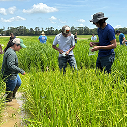 Camp CRISP immerses Baton Rouge students, teachers in agricultural research, innovation